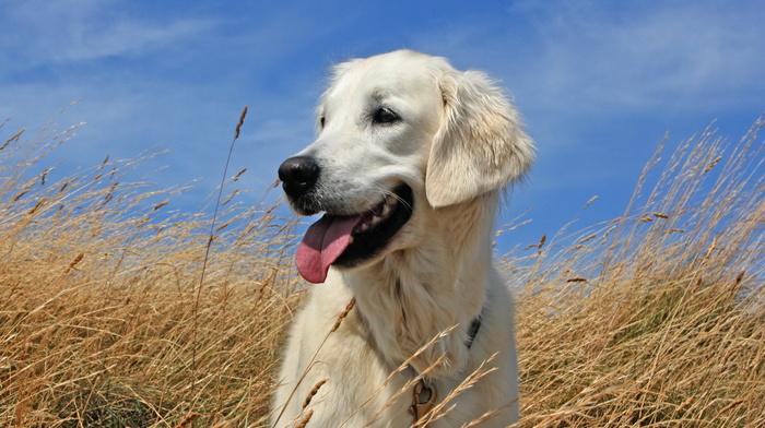 dog, animals, sky, field