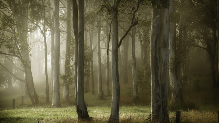 nature, summer, trees, mist