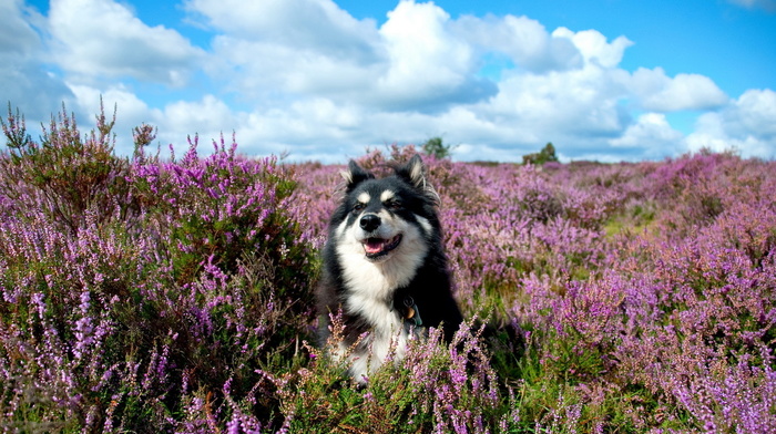 summer, flowers, dog, animals