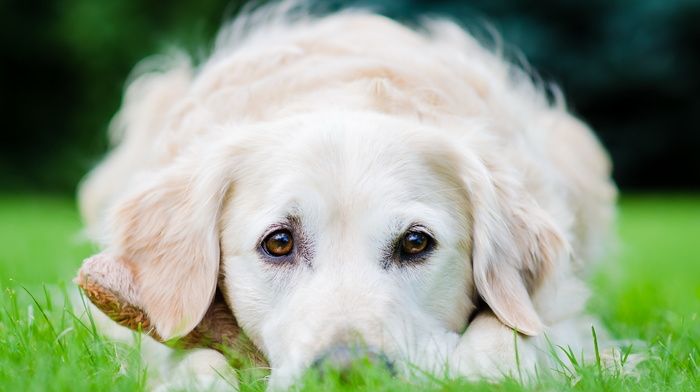 dog, animals, field, background