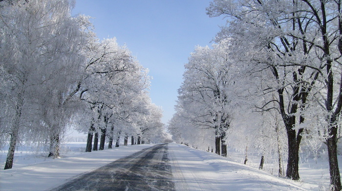 winter, road, snow, trees
