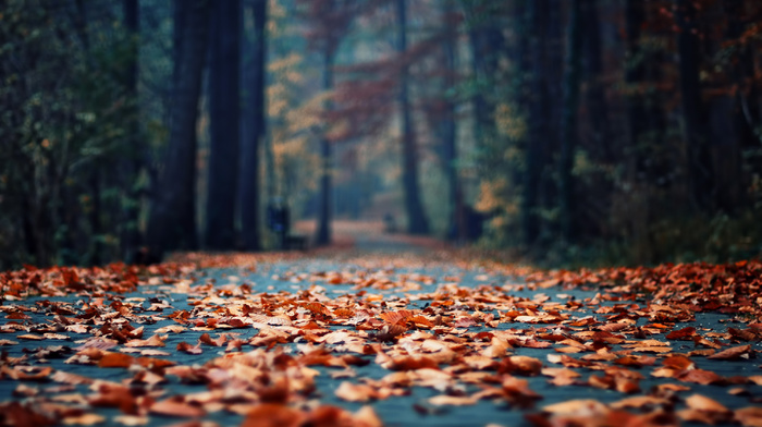 foliage, autumn, morning, park, bokeh, leaves