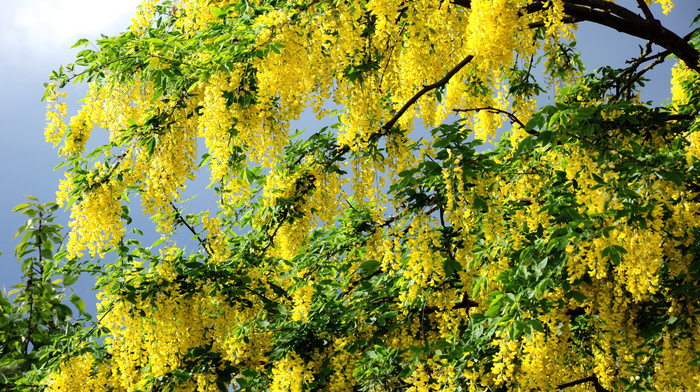 yellow flowers, spring, twigs, tree, petals, leaves, greenery