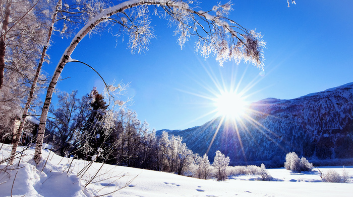 Sun, tree, mountain, winter, nature, snow