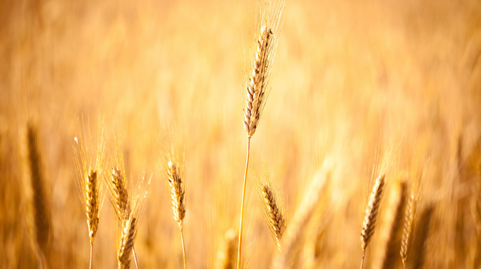 autumn, macro