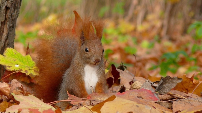 autumn, leaves, squirrel, animals