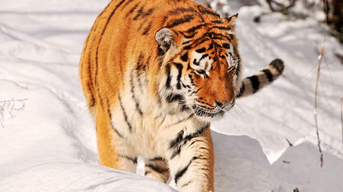 animals, predator, tiger, snow