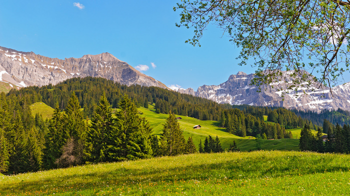 mountain, nature, grassland, forest, Switzerland