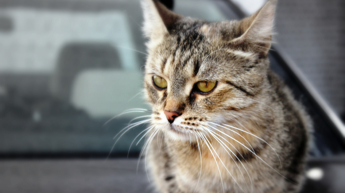 car, auto, animals, cat