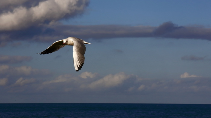 sky, bird, animals