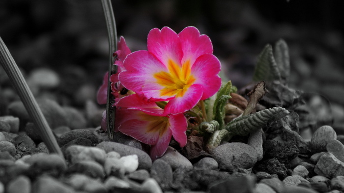 stones, flowers