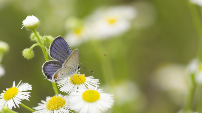 greenery, flowers, chamomile, butterfly