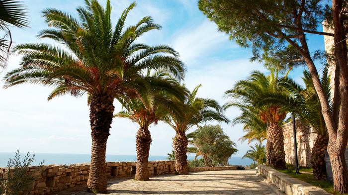 palm trees, nature