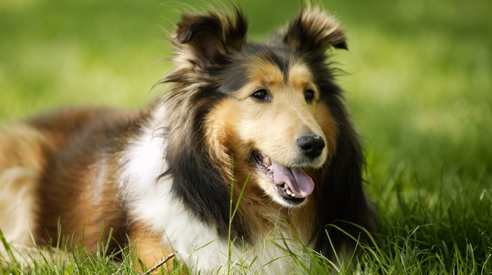 animals, grass, dog