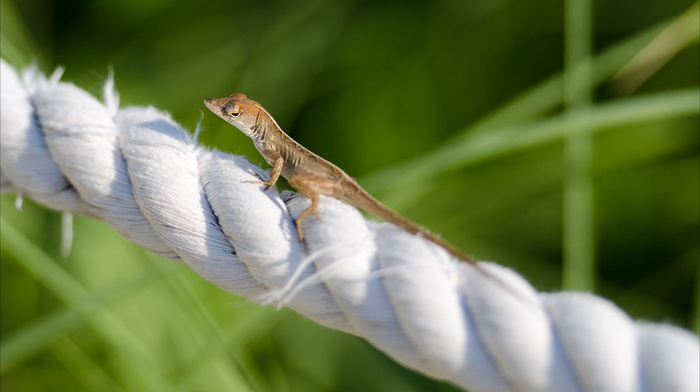 grass, animals