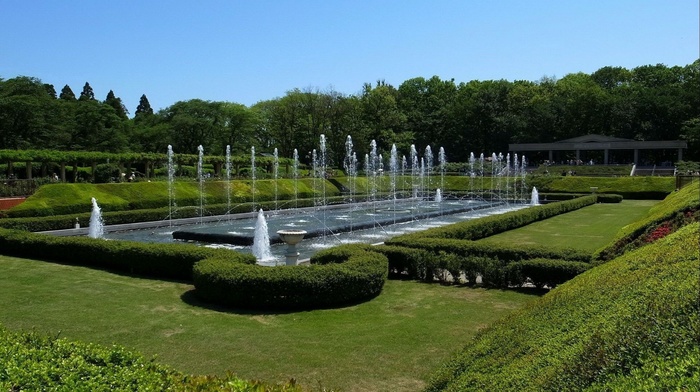 bushes, nature, park