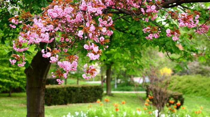 park, flowers, nature, spring