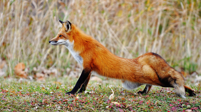 animals, glade, fox, autumn