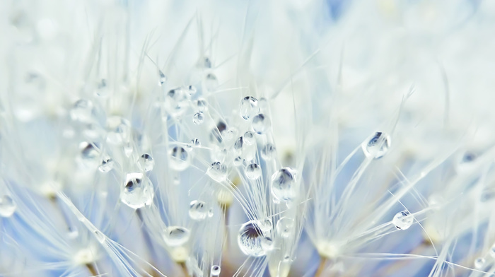 drops, macro, dew