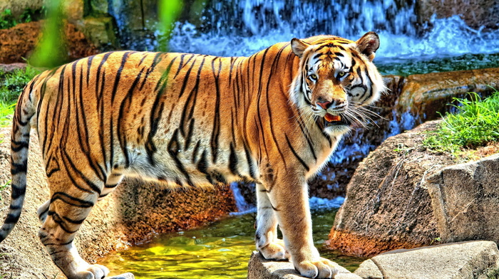 stones, waterfall, animals, tiger