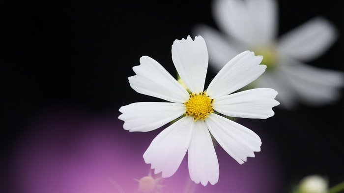 black, flowers, petals, background