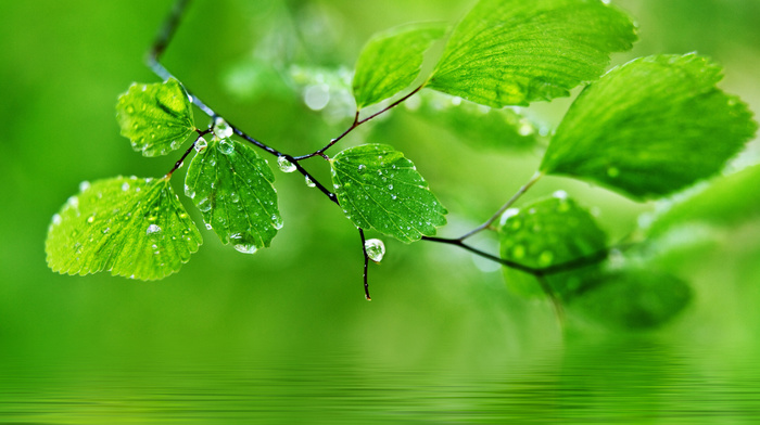 drops, leaves, macro, nature