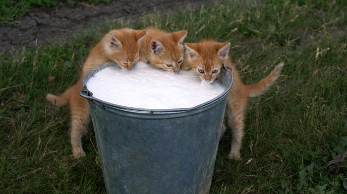 animals