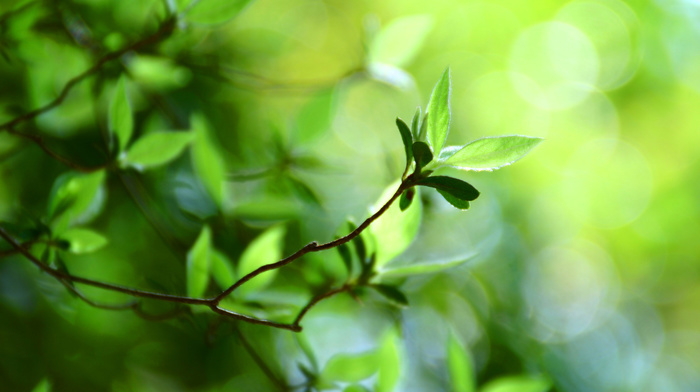 macro, greenery