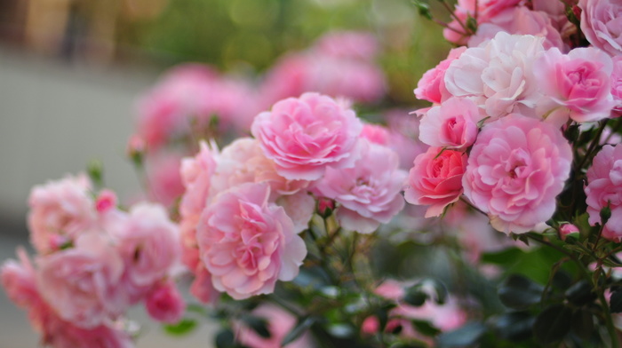 macro, motion blur, flowers, petals, roses, bushes