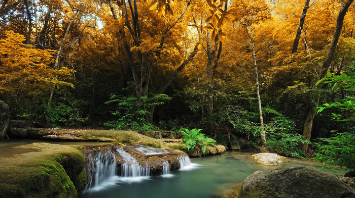 trees, forest, autumn, river