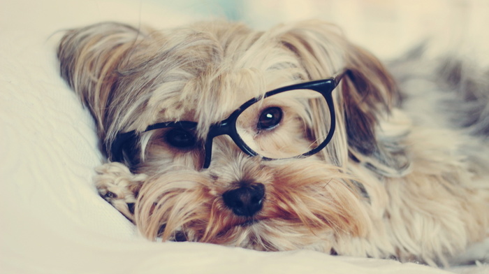 glasses, dog, animals
