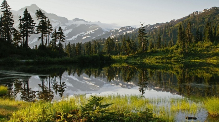 mountain, summer, pine trees, lake, reflection, trees