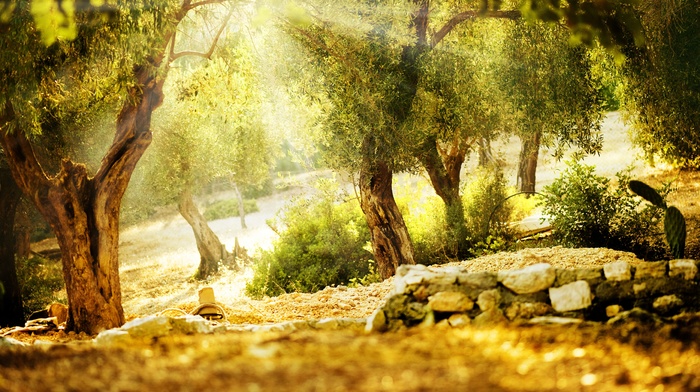 trees, nature, park