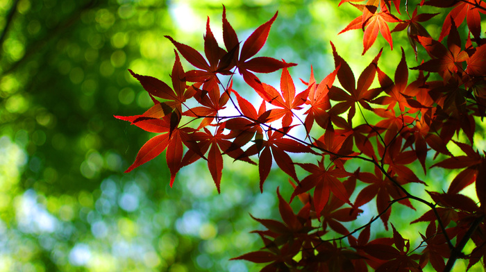 green, macro, nature, red