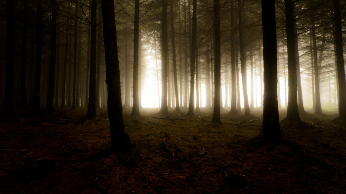 forest, light, trees, nature, mist