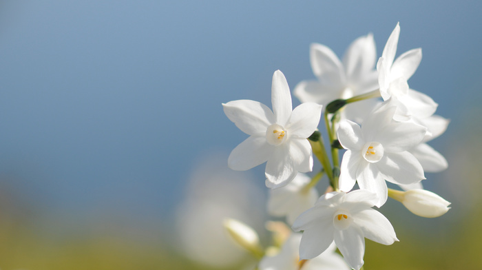 spring, sky, petals, flowers, flower, white, field