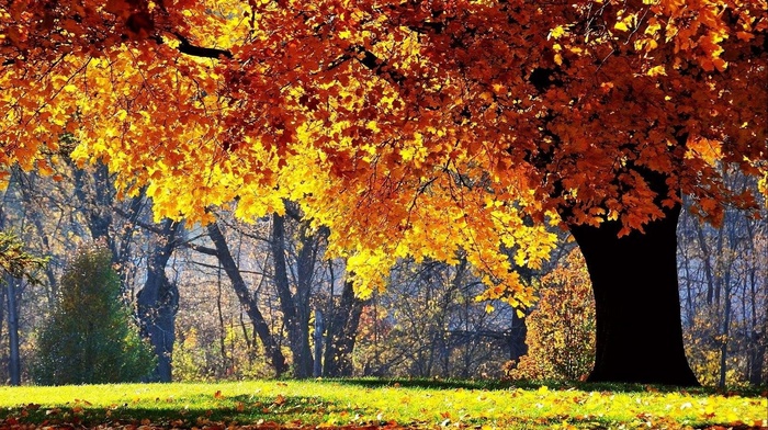 grass, autumn, tree, nature