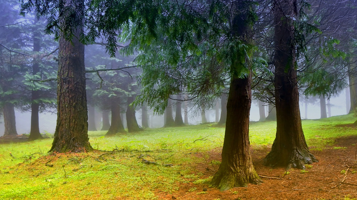 mist, nature, morning, forest, trees