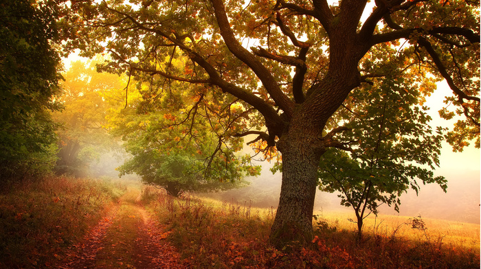 nature, autumn, road, tree