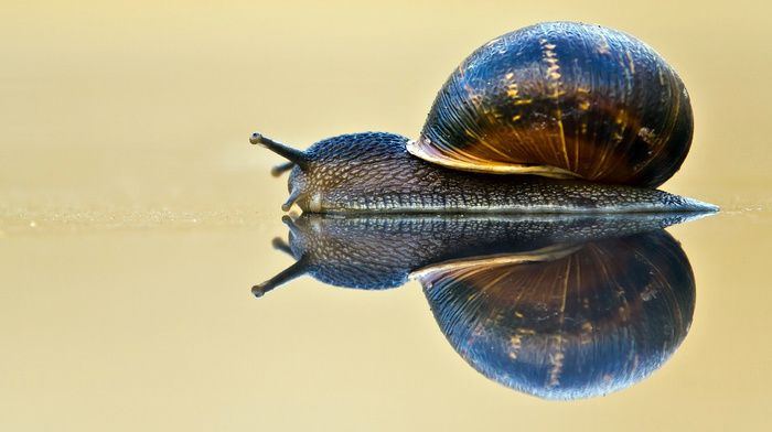 macro, surface, reflection