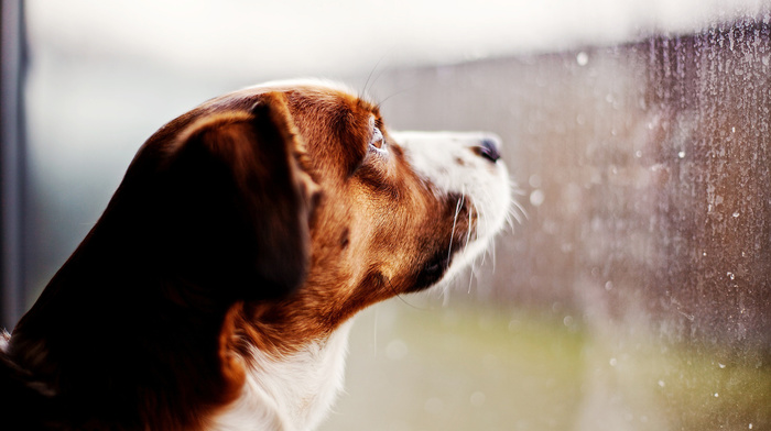 rain, window, animals, drops, dog