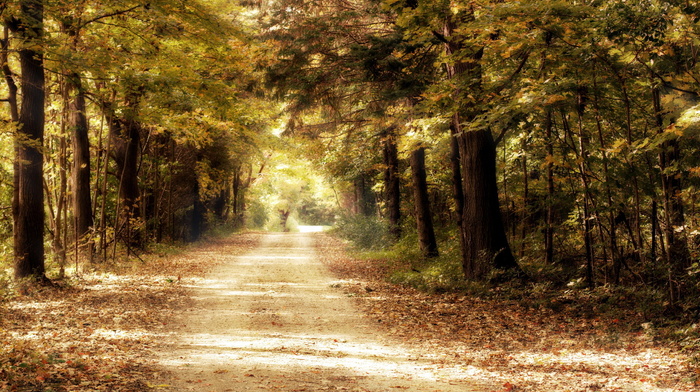 forest, road, nature, trees, autumn
