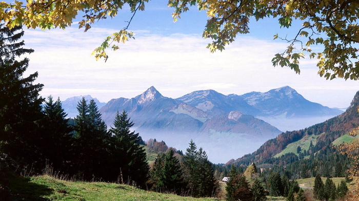 nature, mountain, forest