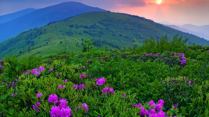 mountain, grass, trees, flowers, nature, landscape, sunset