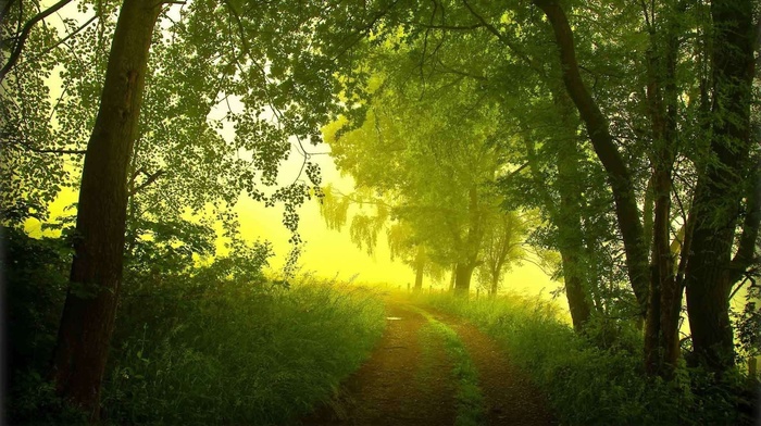 forest, morning, mist, nature, summer, trees, road