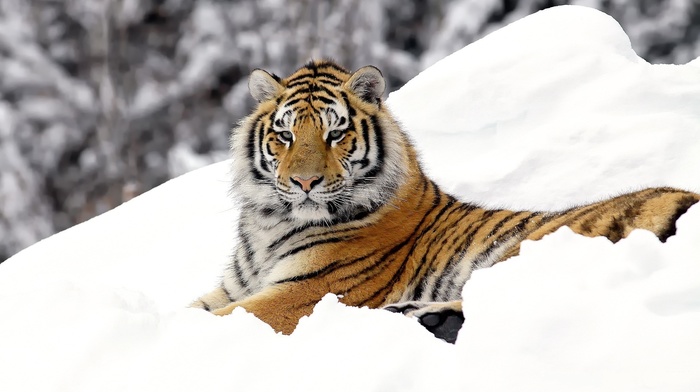 tiger, animals, predator
