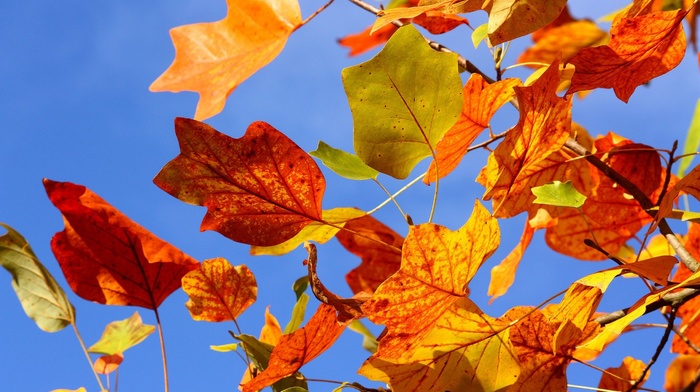 tree, autumn, leaves, twigs, sky