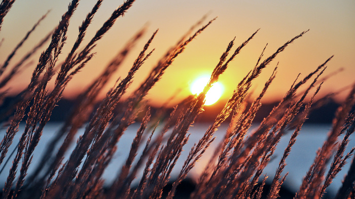 dawn, plants, Sun, nature