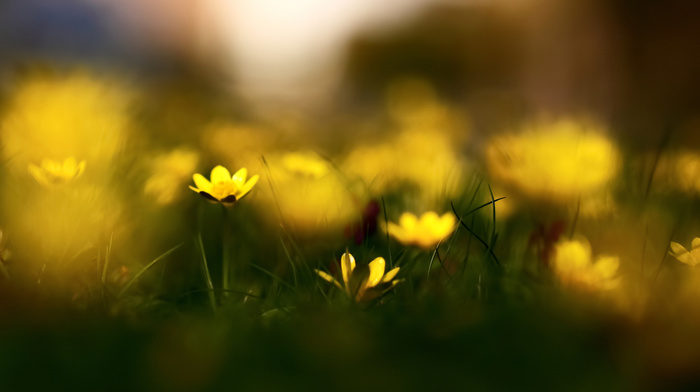 flowers, grass, nature, motion blur, spring