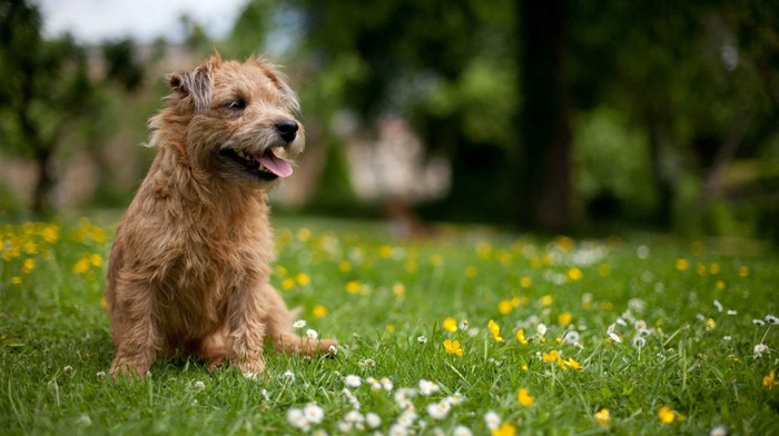 summer, dog, animals